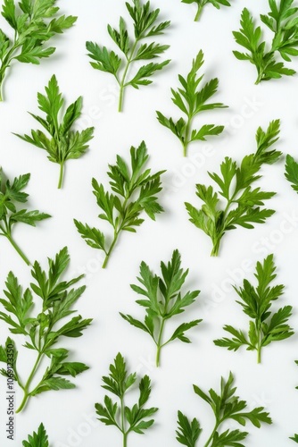 Fresh green parsley leaves on a white background