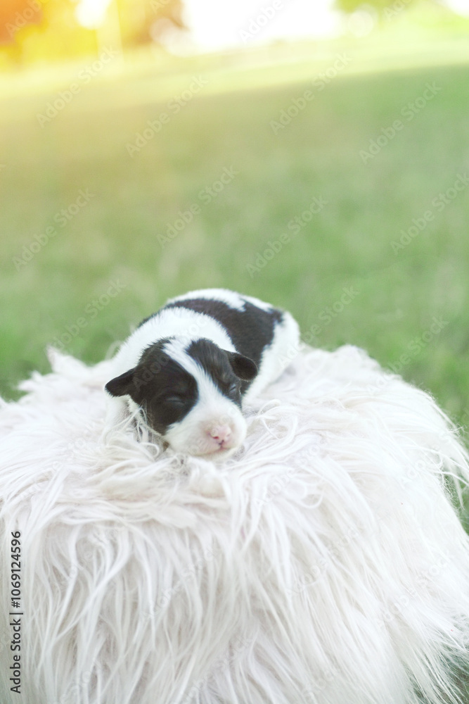 black and white newborn baby puppy asleep black and white newborn baby puppy asleep