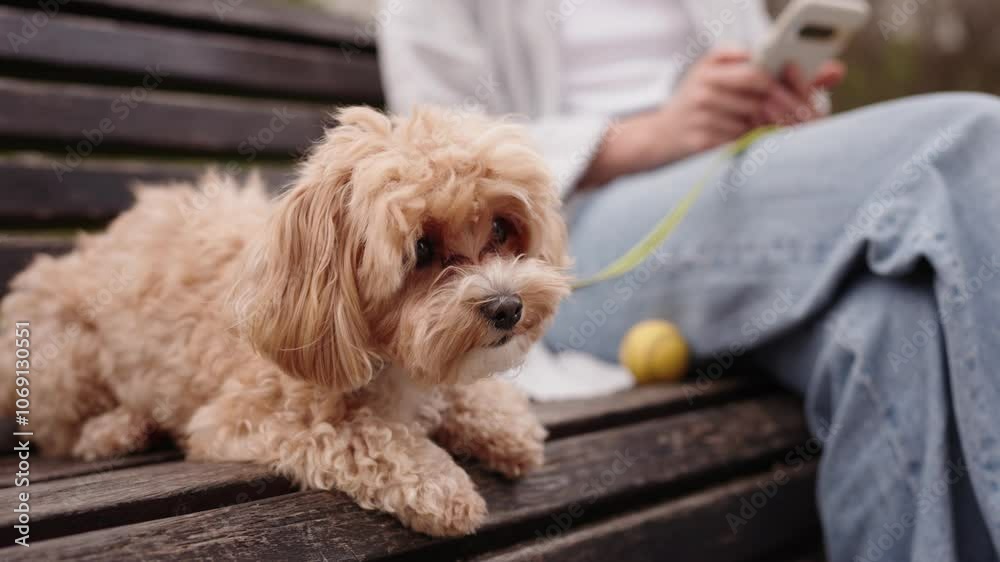 Loyal Maltipoo dog lays on a bench, watching calmly, while the female owner is busy with her smartphone, a scene of companionship and trust.