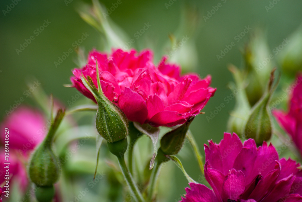 Beautiful pink rose in bloom with blurred background Beautiful pink rose in bloom with blurred background