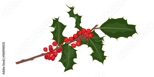 Christmas holly berry on a branch. Green leaves and red berries isolated on white background. Elements suitable for decorative Christmas festival, New year invitations, greeting cards.