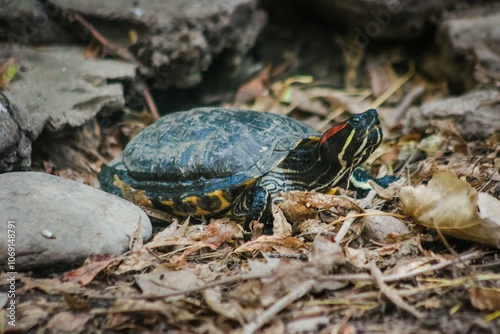 Typical water turtle from Brazil and the tropical forest