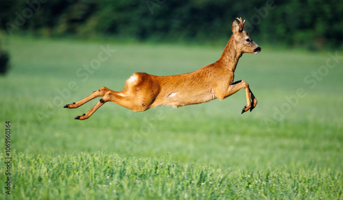 Reh auf der Flucht
