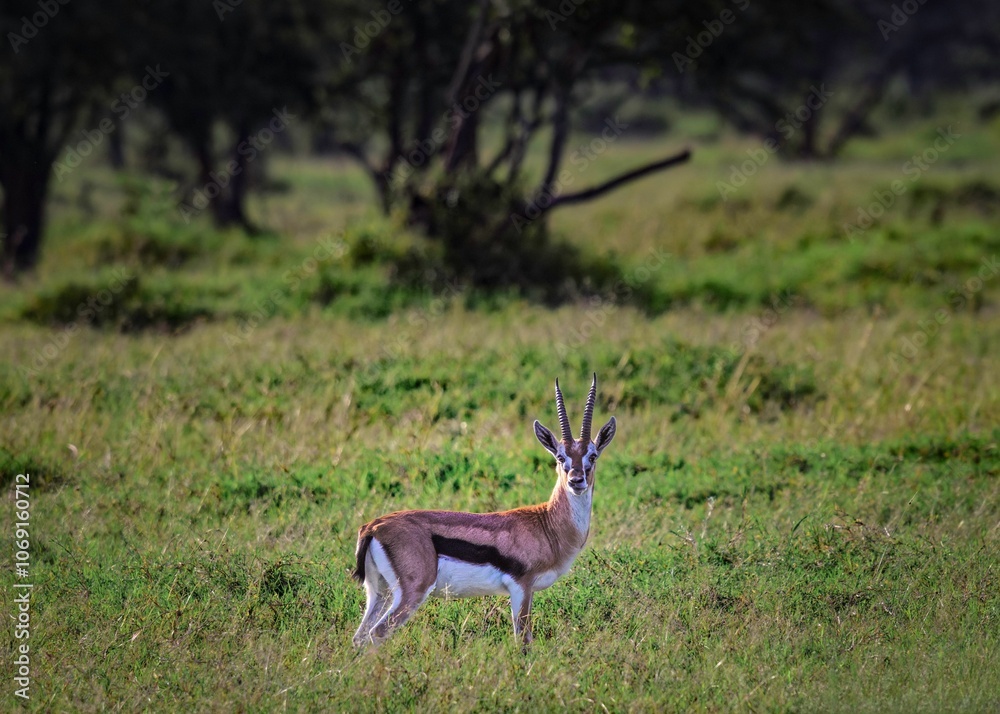 Deer on grass ground with blurry greenery trees looking at the camera Deer on grass ground with blurry greenery trees looking at the camera
