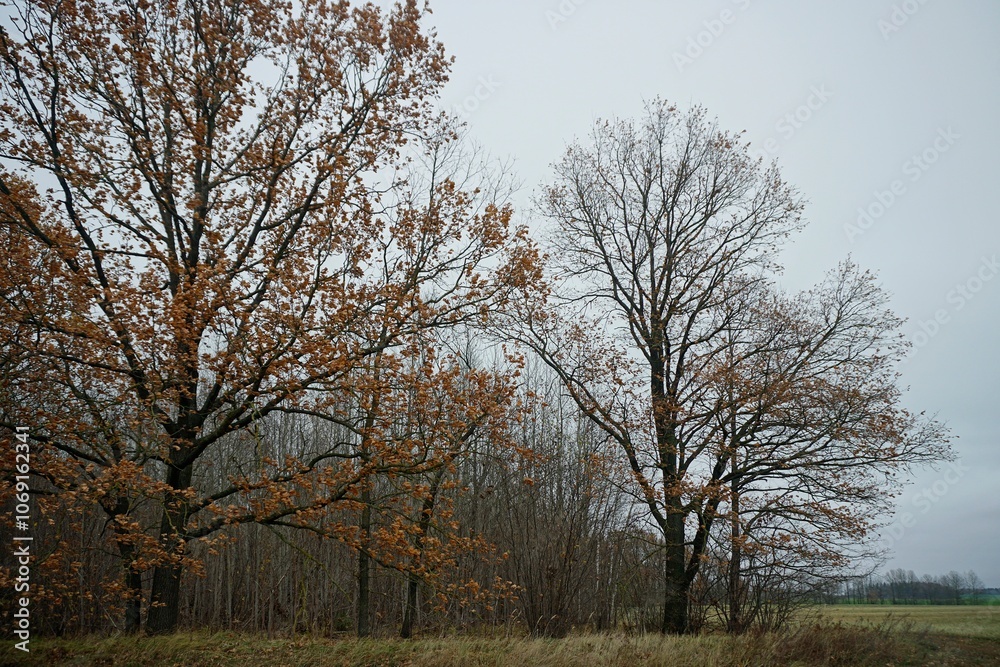 Autumn in November. Oak grove on a cloudy gloomy day. The charm of nature. Autumn in November. Oak grove on a cloudy gloomy day. The charm of nature.