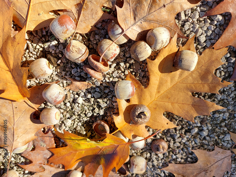 northern red oak tree. Leaves and acorns on ground. Autumn season