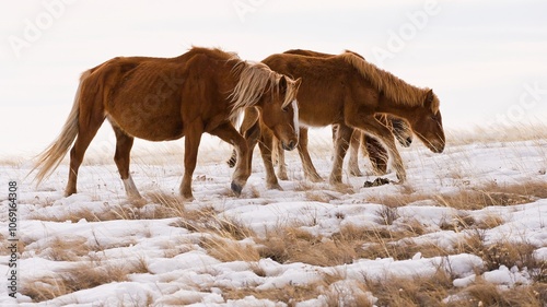 A beautiful horses eats hay in a winter scenery. A horse eats hay