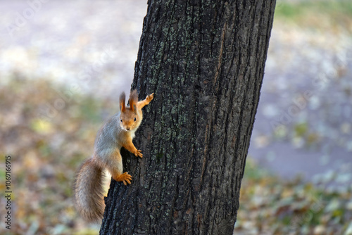 vibrant red squirrel clings to a tree trunk, illuminated by the warm glow of a golden sunset. The vivid contrast between the squirrel and the background evokes a serene, magical atmosphere photo