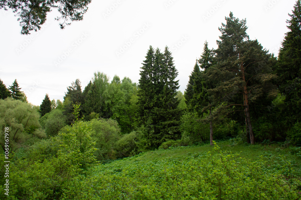 In the spring forest. Beautiful landscape. Suitable as background In the spring forest. Beautiful landscape. Suitable as background