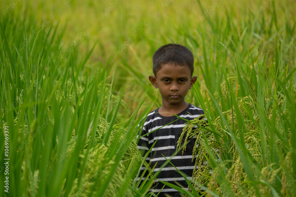 A child in the middle of a paddy field. A child is walking through the paddy fields on both sides. Village children in Bangladesh play in the field. 