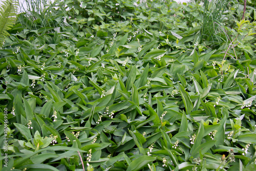 Lawn of blooming lilies of the valley Lawn of blooming lilies of the valley
