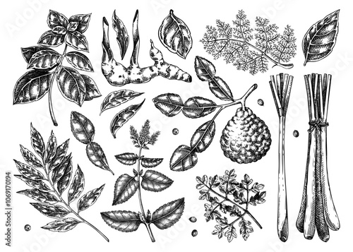 Asian cuisine herb and spice sketches set. Basil, curry, calangal, cilantro, lime drawing. Kitchen spices hand-drawn vector illustration. NOT AI generated