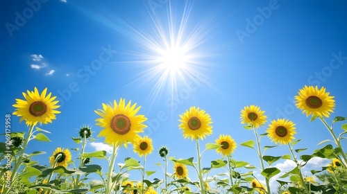 A vibrant sunflower field with tall sunflowers reaching towards the bright sun, set against a clear blue sky, creates a lively and cheerful scene. photo