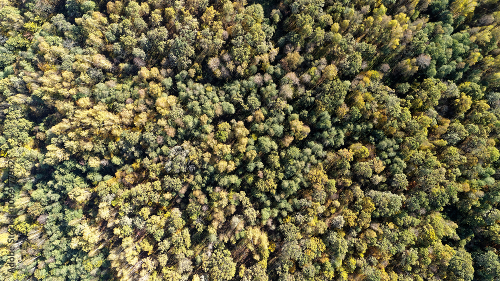 Autumn forest Autumn forest
