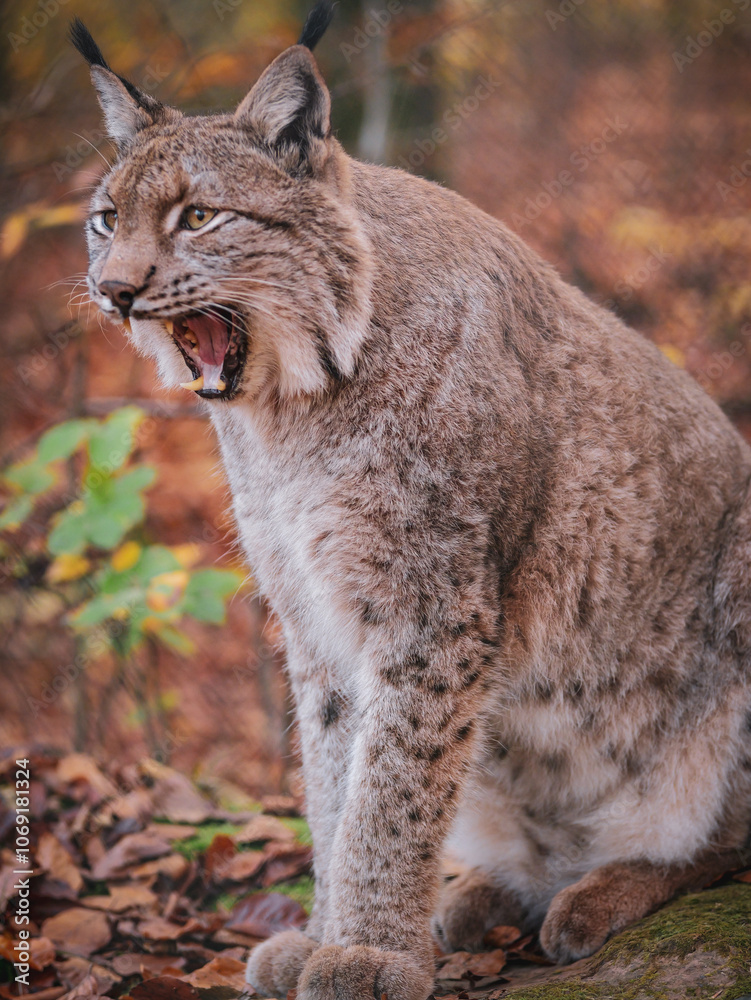 Naklejka premium luchs lynx zeigt zähne