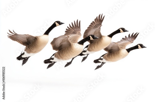 Flock of geese in flight against a white background