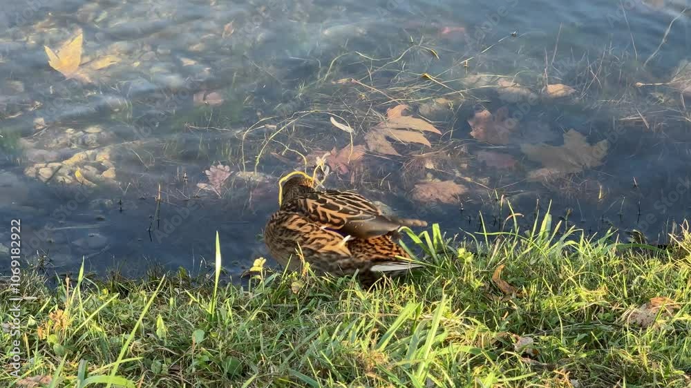 Duck feeding in the grass and floating in pond.