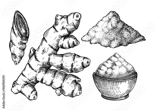 Turmeric sketches set. Ground curcuma spice drawing . Indian herbs and spices hand-drawn vector illustration. NOT AI generated