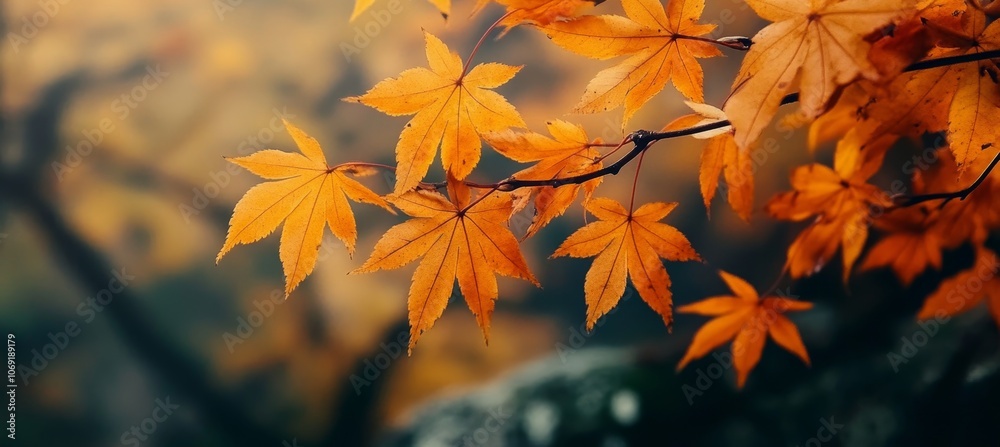 Bright Autumn, Orangey and Red Leaf Foliage Backdrop, Leaves Texture, Bokeh Blurry effect. Bright Autumn, Orangey and Red Leaf Foliage Backdrop, Leaves Texture, Bokeh Blurry effect.