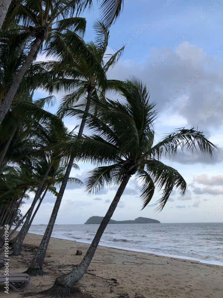 Obraz premium Seaside palms 