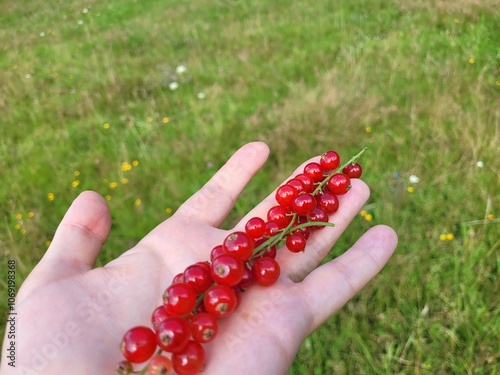 Portion of red currant on hand. photo