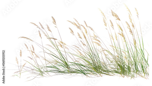 Obraz na płótnie PNG Grass plant white background tranquility.