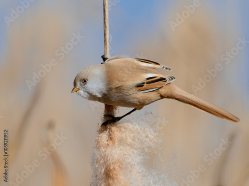 Bearded Parrotbill2, усатая синица