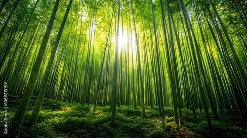 Peaceful bamboo grove featuring tall, slender stalks with dappled sunlight casting intricate patterns on the forest floor, creating a tranquil and serene atmosphere. photo