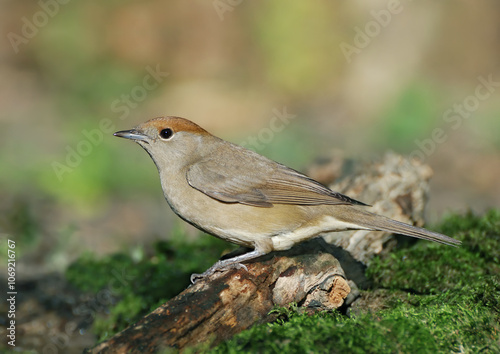 Blackcap, славка-черноголовка