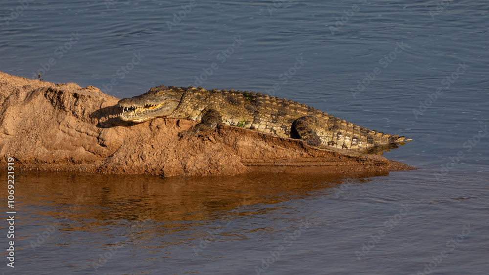 Obraz premium One nile crocodile basking in the sun on a river bank with open mouth