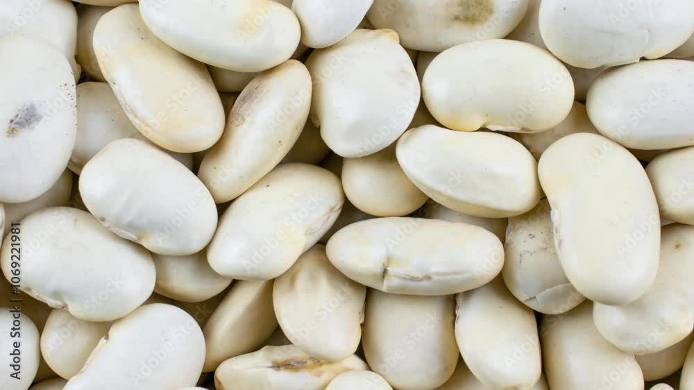 grains of white beans with visible details grains of white beans with visible details