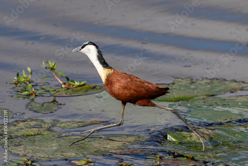 African jacana leaping from one water lilly leaf to another with its long toes