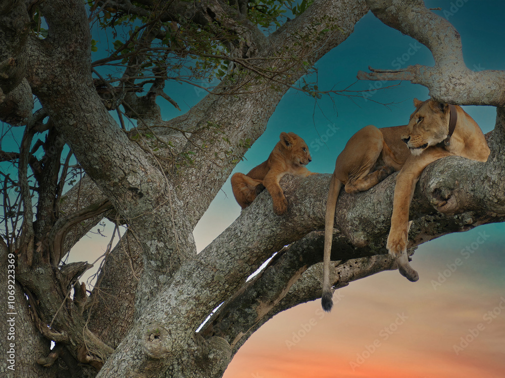 Lioness with tracking collar and cub relaxing in tree Lioness with tracking collar and cub relaxing in tree