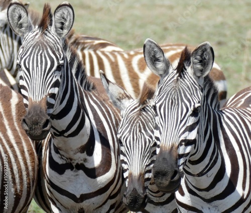 Herd of zebras standing in african savanna