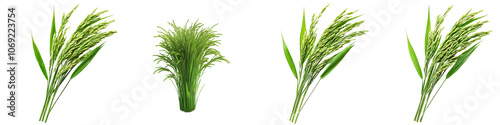 Set of A green rice plant with detailed leaf textures, set on a transparent background cutout, PNG file