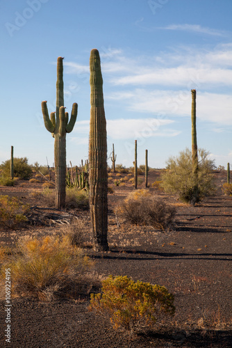 Giant cactus forest in the sonoran desert