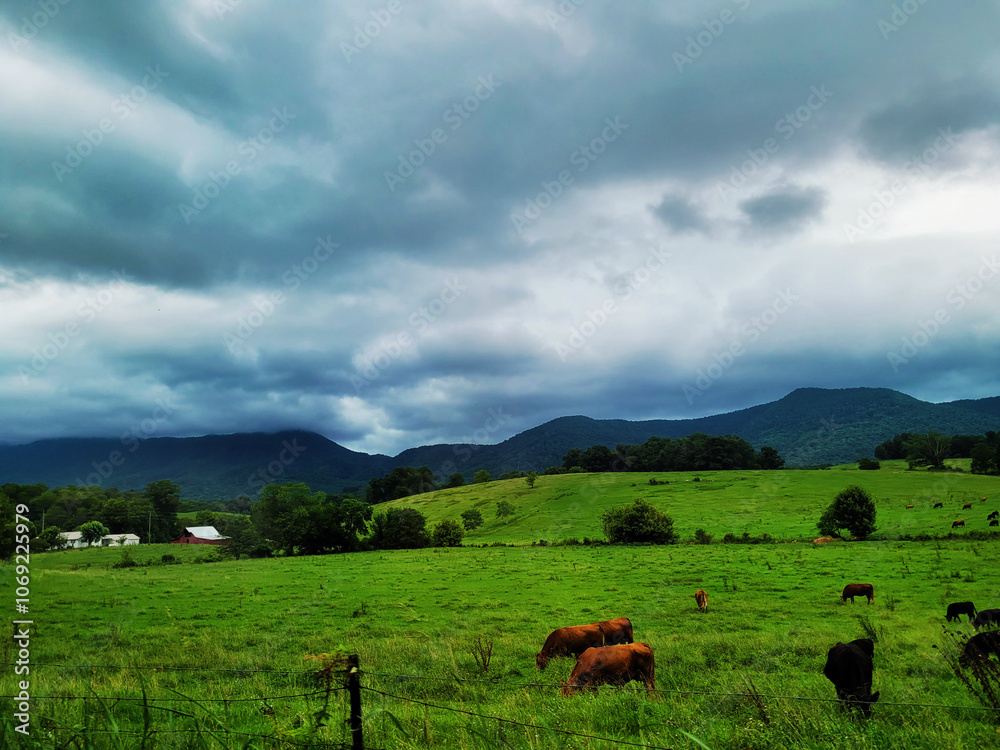 Naklejka premium Landscape with grazing cows in a large field on a cloudy day in front of mountains, rural green grass rolling hills with trees on a southern farm, American mountain land with livestock