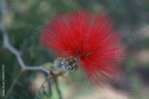 Caliandra vermelha (Calliandra harrisii) photo