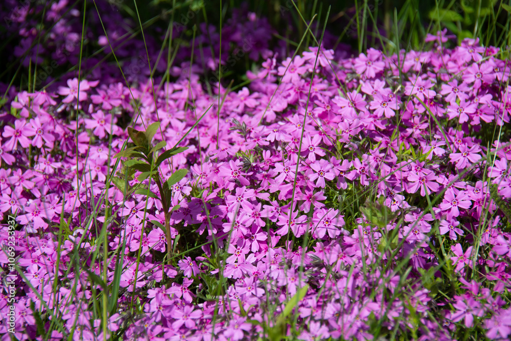 Beautiful ground cover pink flowers Beautiful ground cover pink flowers