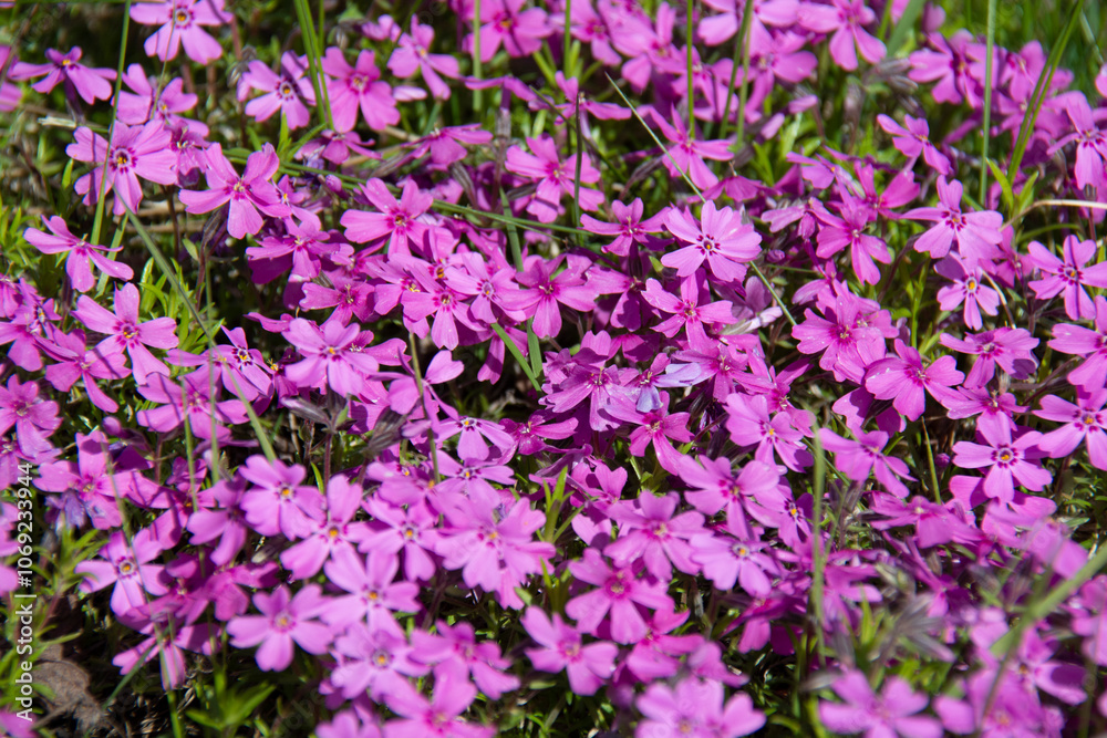Beautiful ground cover pink flowers Beautiful ground cover pink flowers