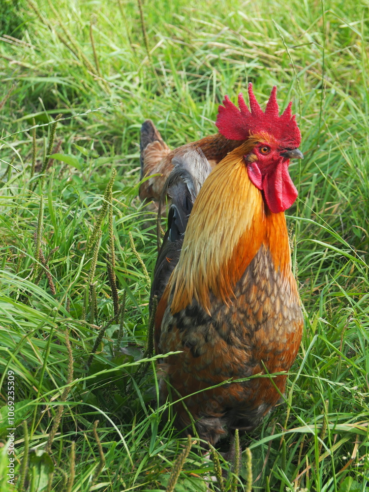 Fototapeta premium OLYMPUS DIGITAL CAMERA