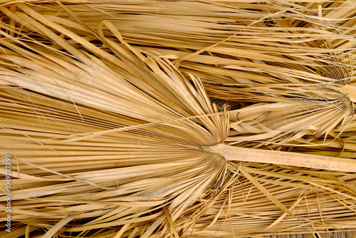 Valencia, Spain, Europe Fallen palm fronds photo