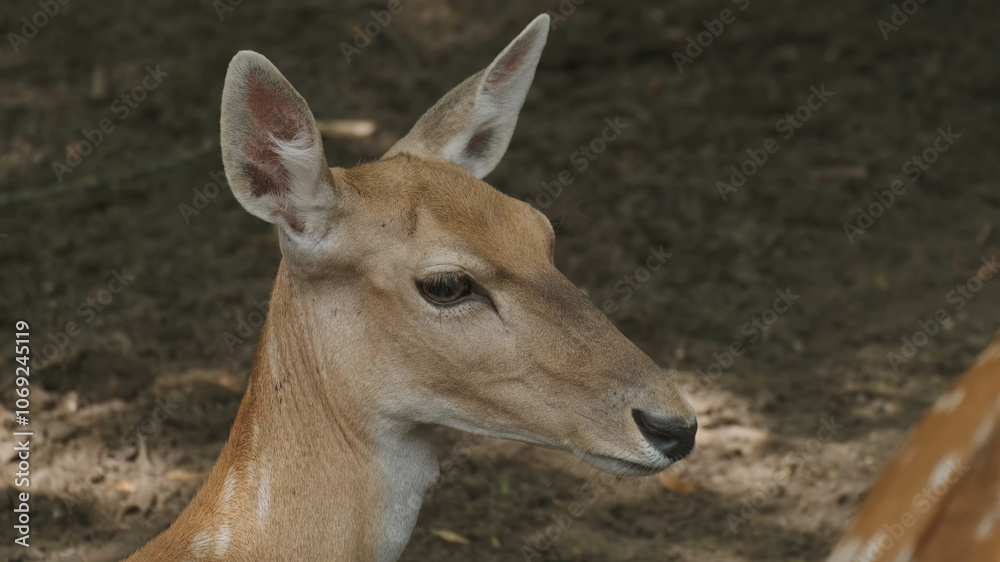 Deer animal spotted baby Deer animal spotted baby
