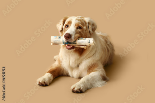 Cute Australian Shepherd do...