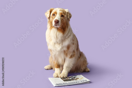 Cute Australian Shepherd do...