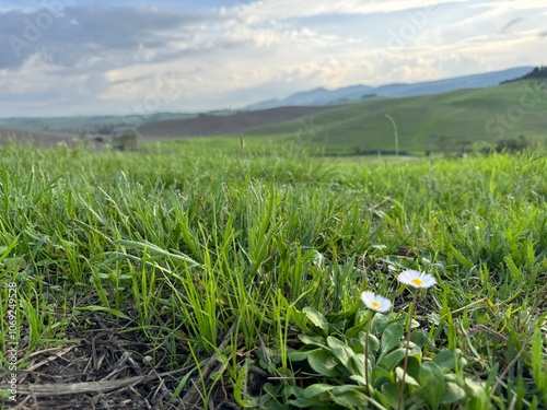 Margherite in un prato con vista sulle colline verdi