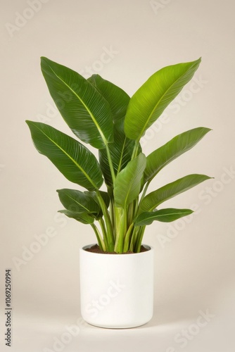 Lush green tropical plant in a white pot