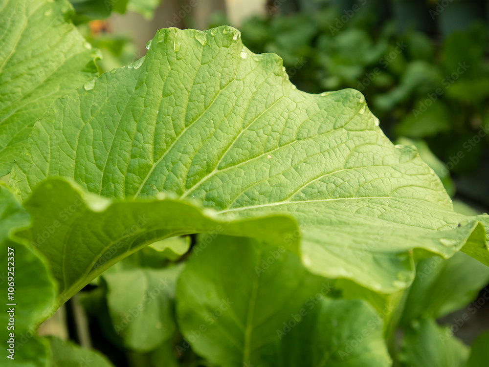 Close up view of green mustard leaves with few water droplets Close up view of green mustard leaves with few water droplets