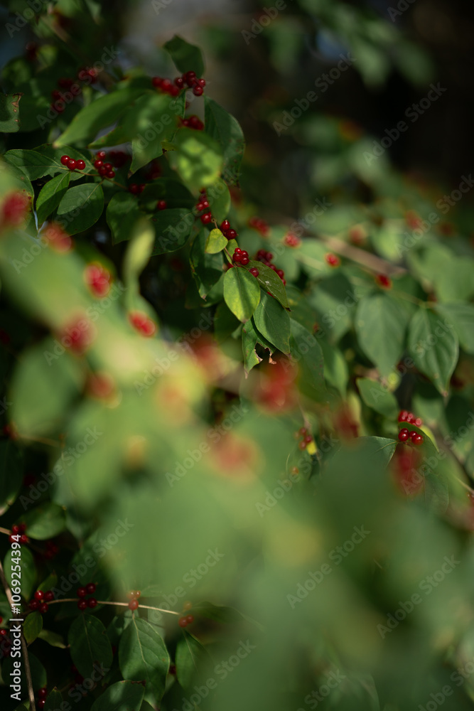 Red viburnum berries grow on a tree. Red viburnum berries grow on a tree.
