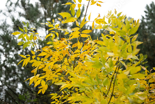 Golden autumn colors in the forest